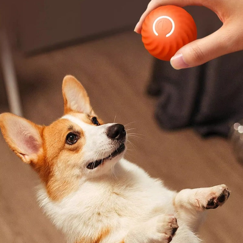 The Bounce & Chase Ball