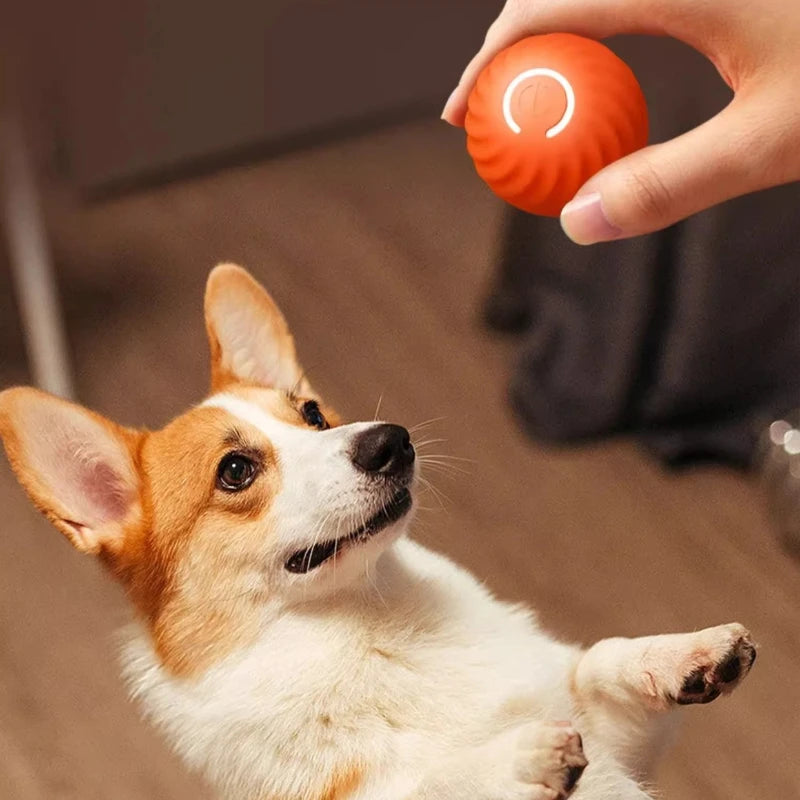 The Bounce & Chase Ball
